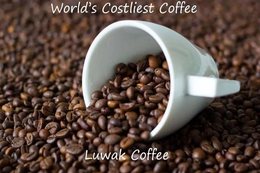 world's most expensive coffee