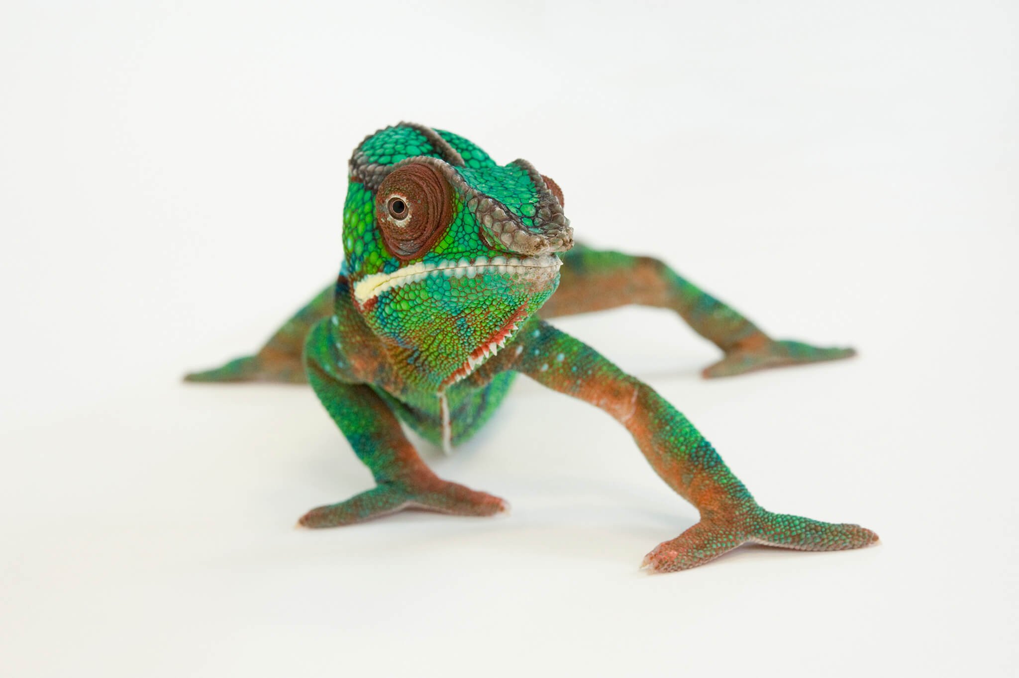 male color chameleon