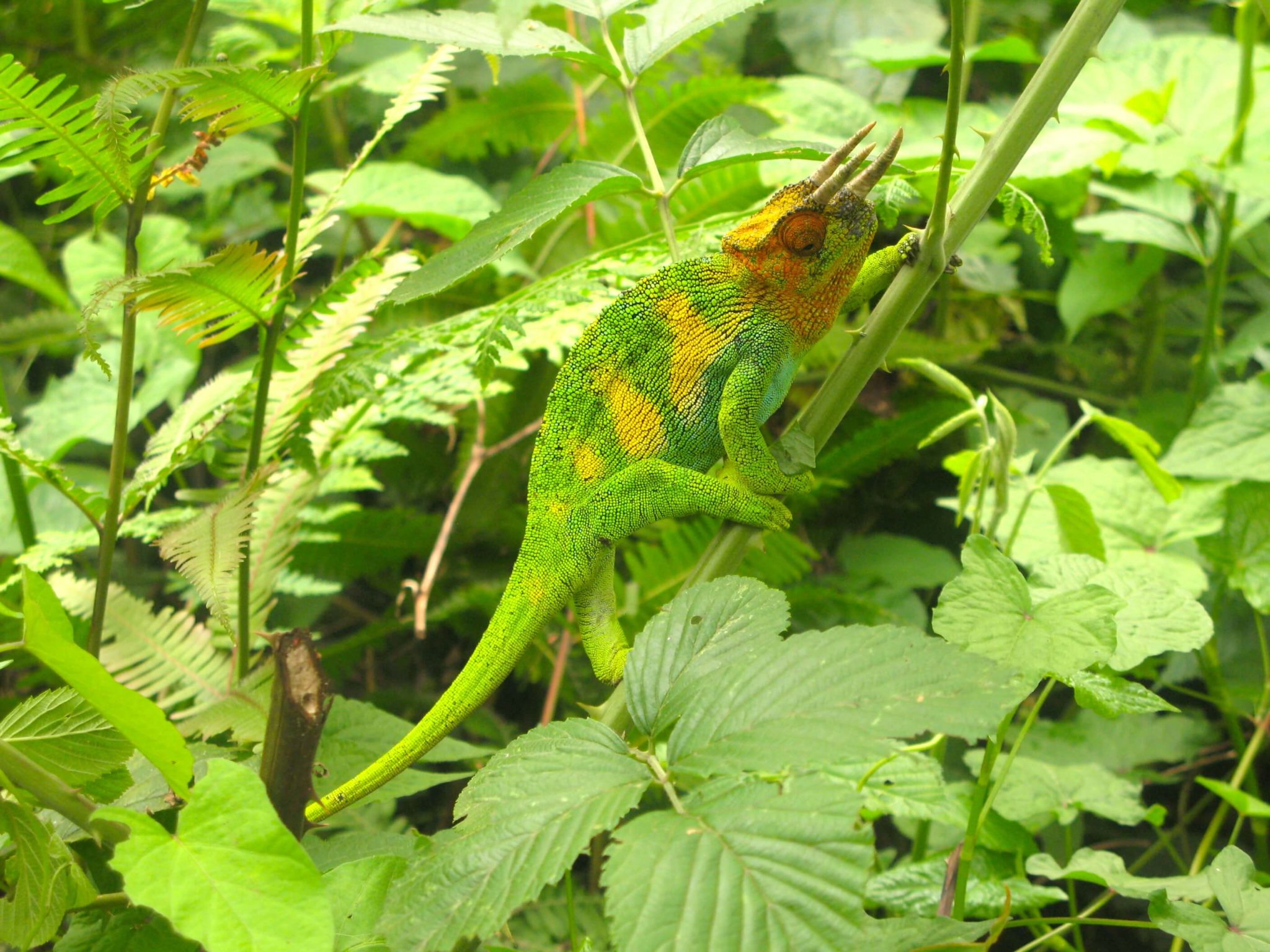 chameleon color myth