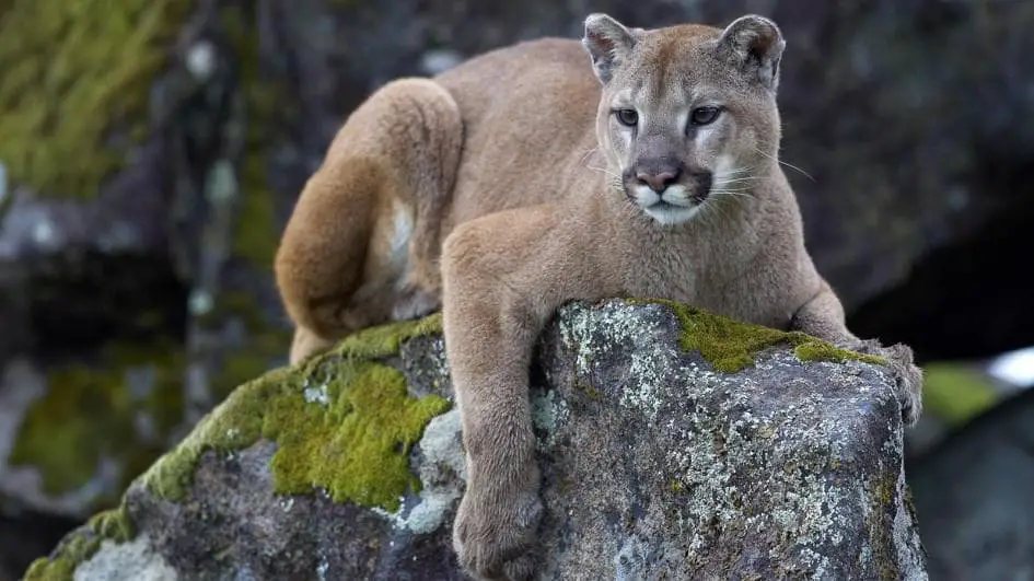 Eastern Cougar Puma concolor cougar
