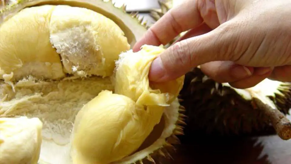 durian world's smelliest fruit