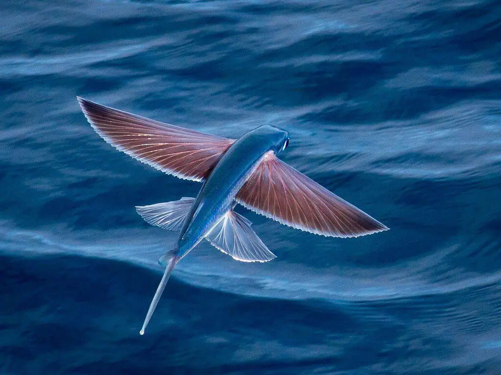 flying fish