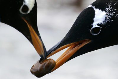 Gentoo penguins lifemates