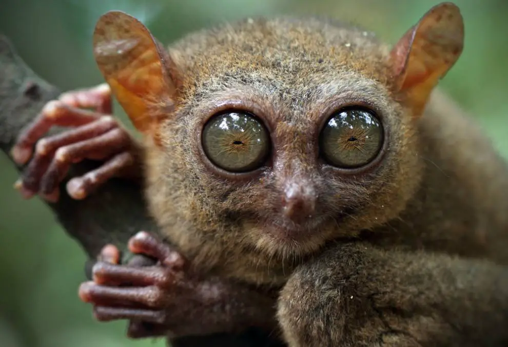 tarsier eyeballs