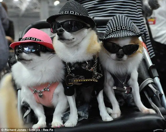 dogs sunglasses