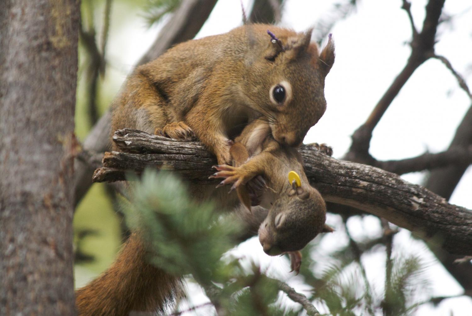 squirrels babies