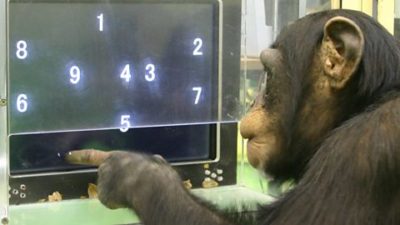 chimpanzees smarter than humans