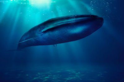 loneliest whale story