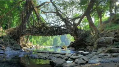 Living root bridge--Procaffenation