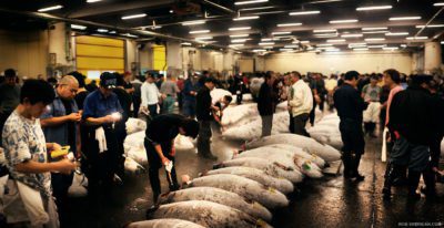 Tsukiji Fish Market--Procaffenation