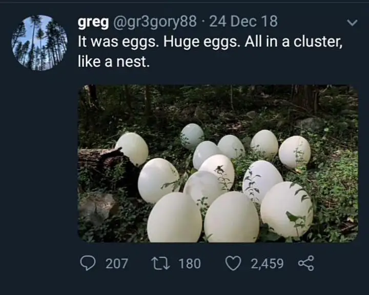  Dinosaur eggs! 