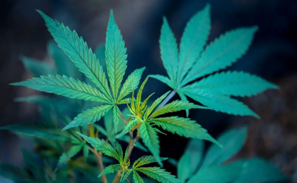 marijuana from plants