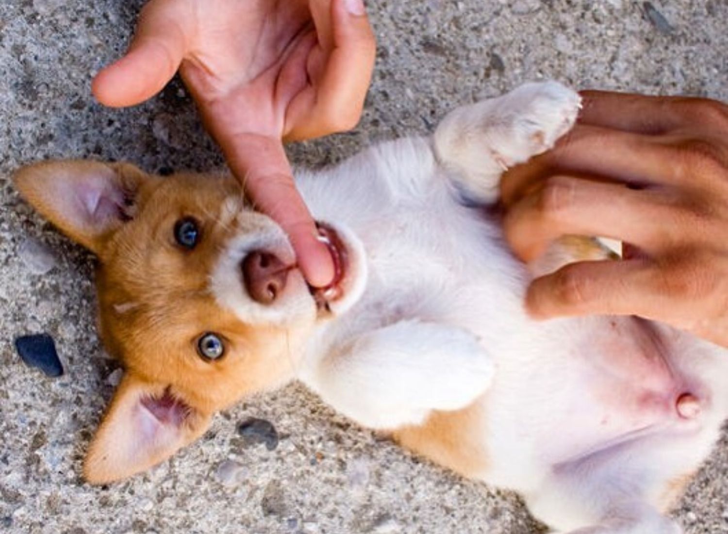 Why do Pooches love their belly rubs?