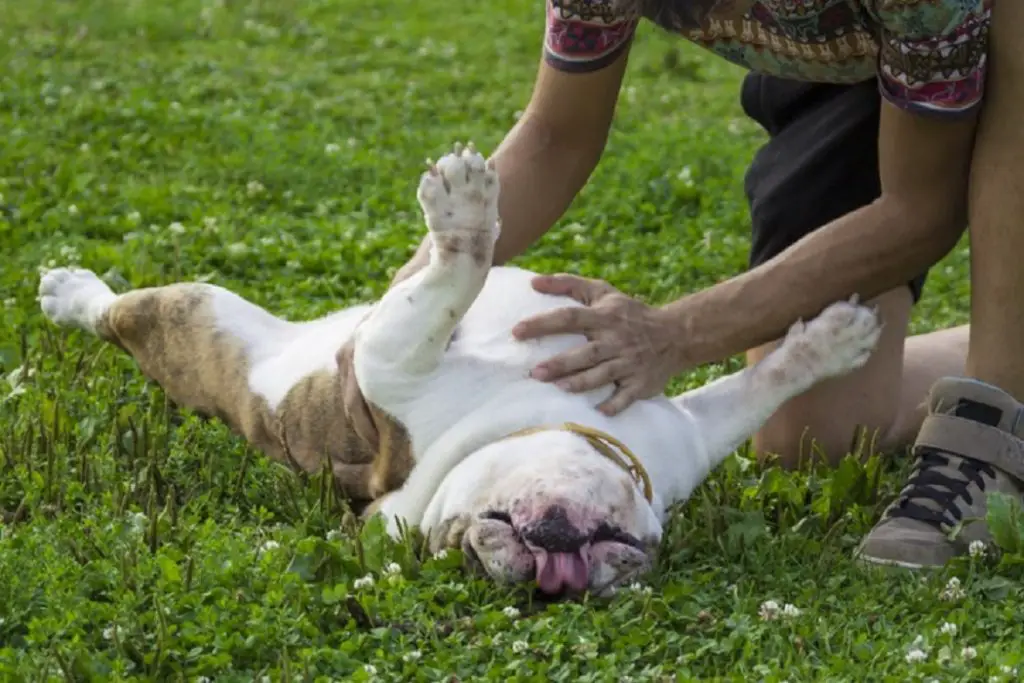 Pooches love their belly rubs