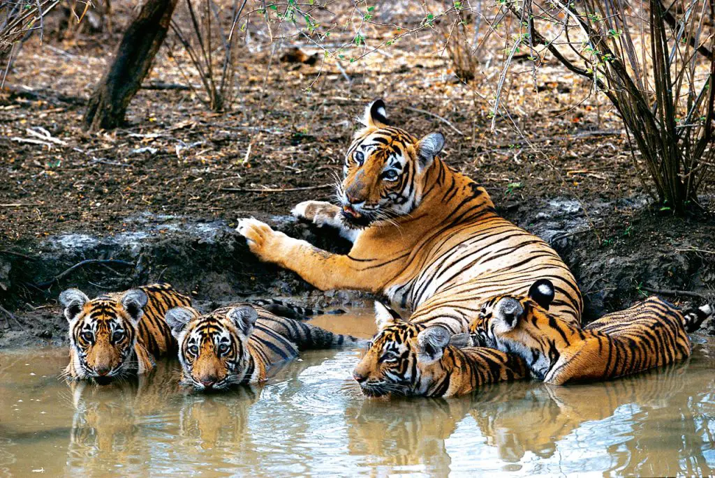 The tigers of Bandhavgarh