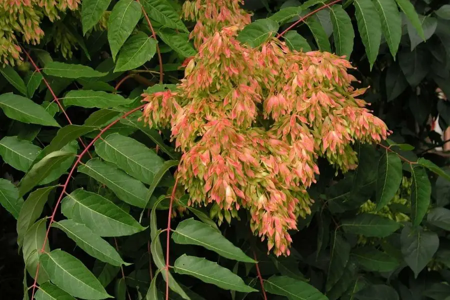 Ailanthus Triphysa Tree