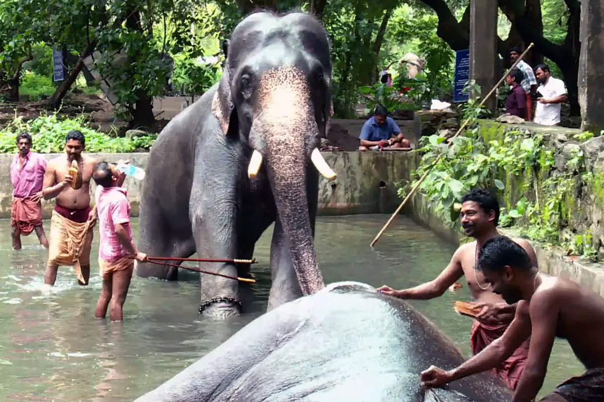 elephant spa