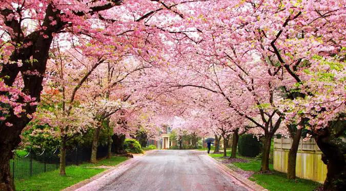 india's first cherry blossom festival