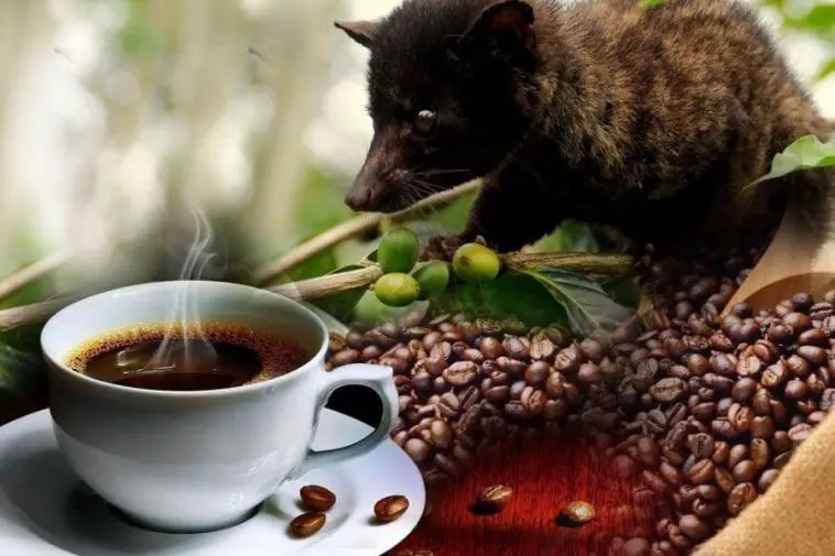The Truth About The World's Most Expensive Coffee