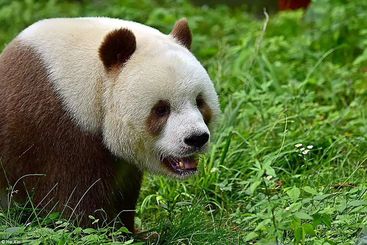 world's only brown panda