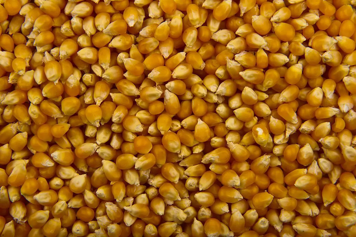 popcorn seeds