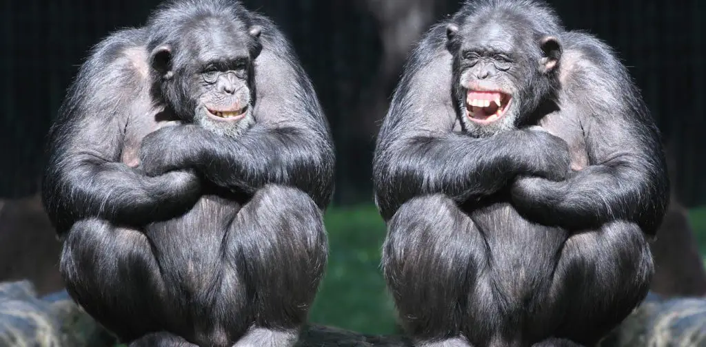 laughter origin from chimpanzees