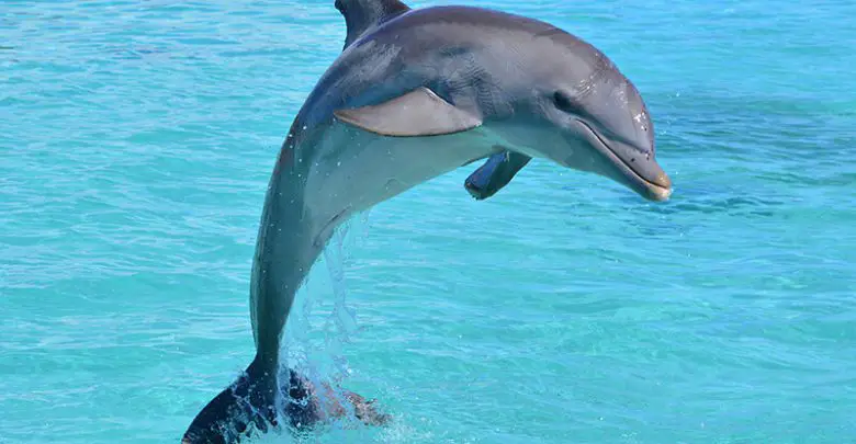 smart dolphin