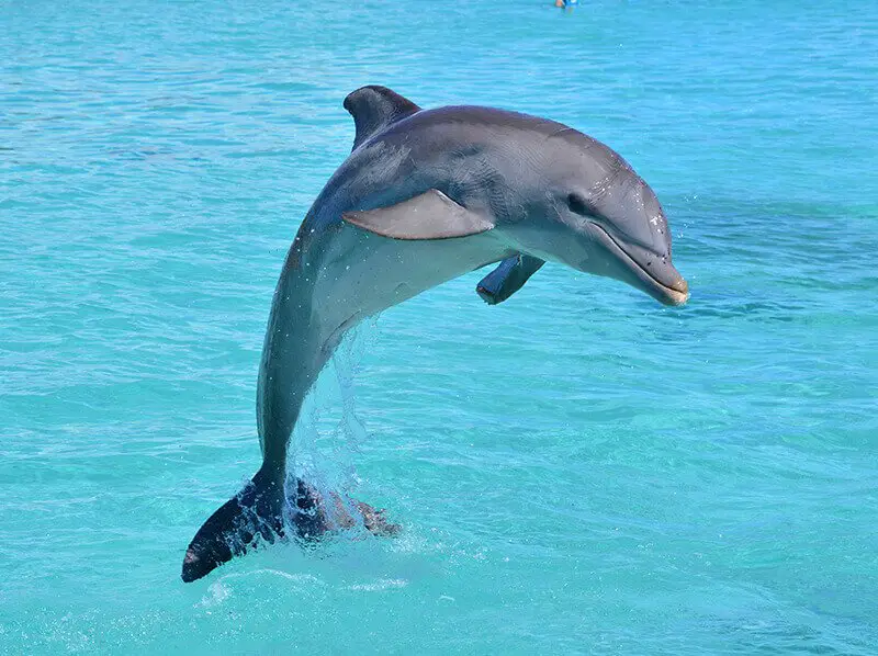 smart dolphin