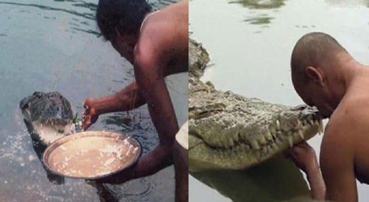 a vegetarian crocodile