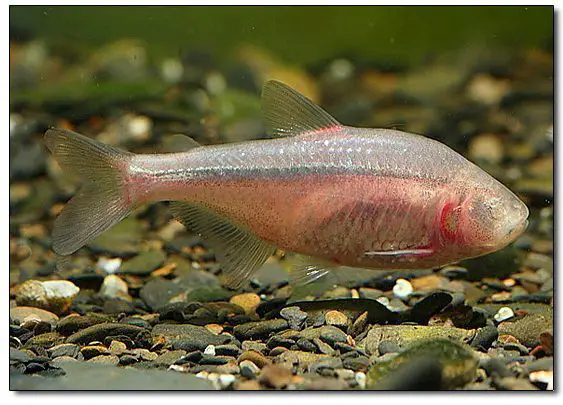 Blind cave fish