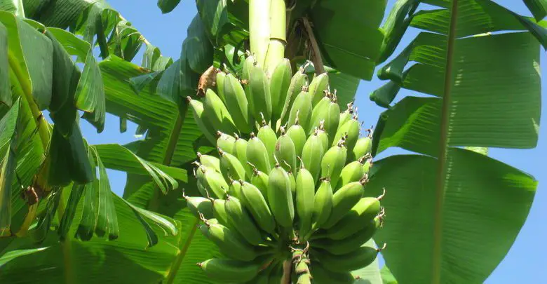 bananas curved upwards