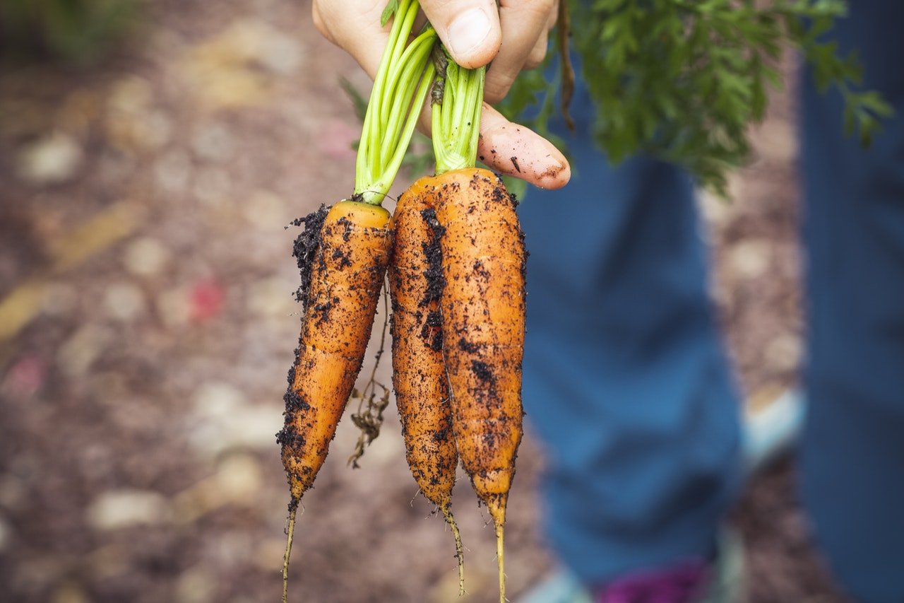 organic food, organic carrot