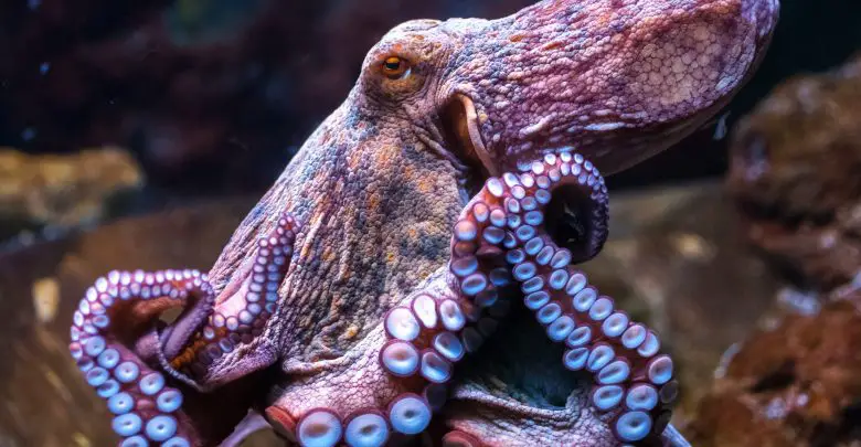 octopus bleed blue