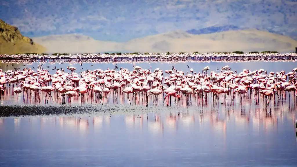 The pink parade in the barren wetland