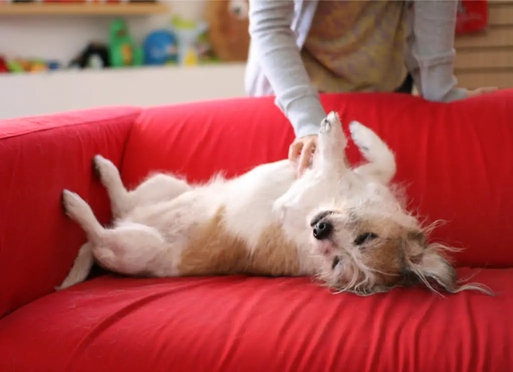 But did you ever wonder what's the science behind why most dogs love belly rubs?