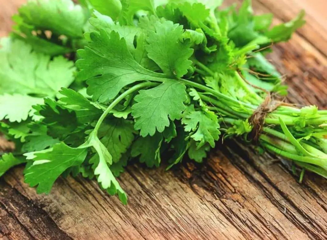 Benefits Of Coriander For A Good Health
