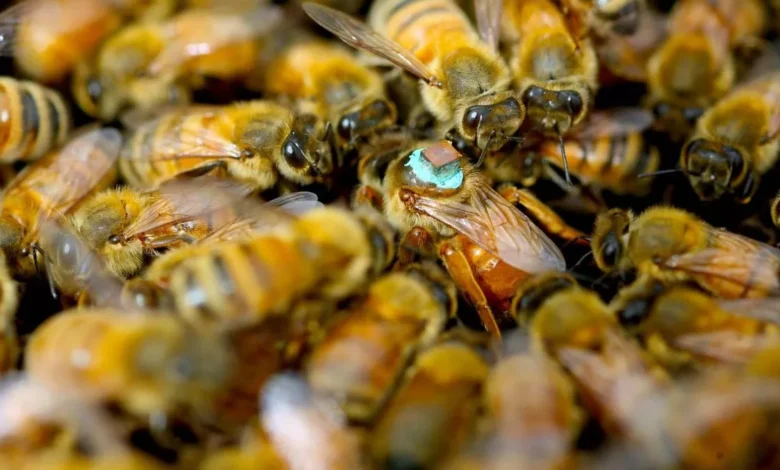 Queen Bee's Blind Sex