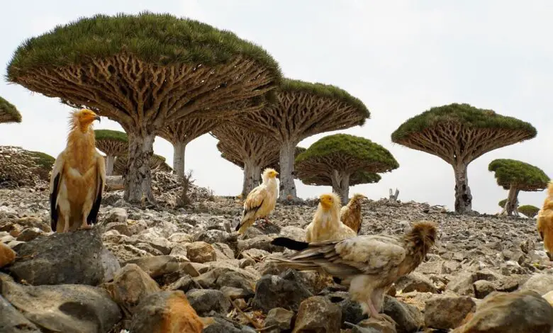 Alien Territory On Earth Socotra Island