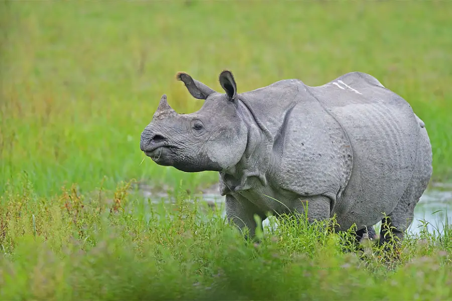 A rhino
