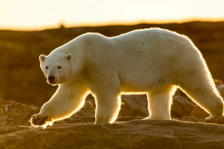 polar bear 