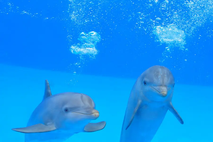 Animal facts : Dolphins are friendly underwater animals. 