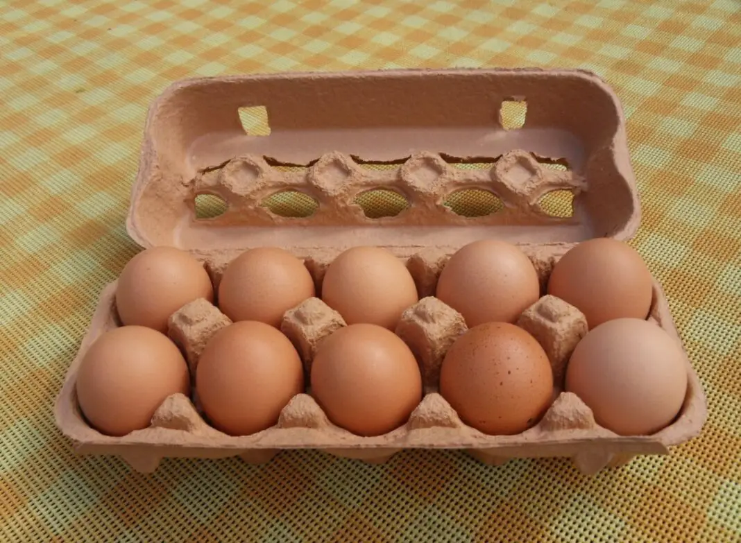 ways to Reuse Egg Cartons