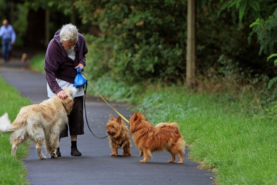 elderly walking a dog