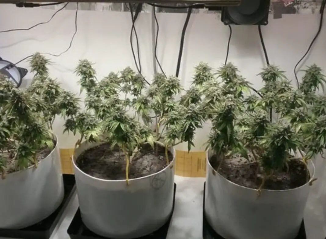 GROWING CANNABIS AT HOME