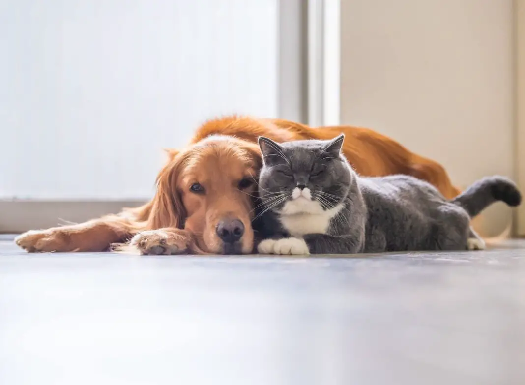 Dog or Cat Need Pet Insurance