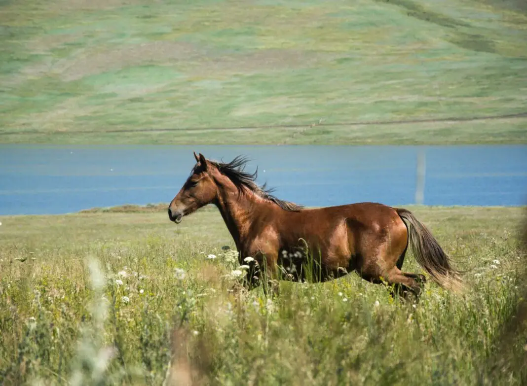 How Long Do Racehorses Live?