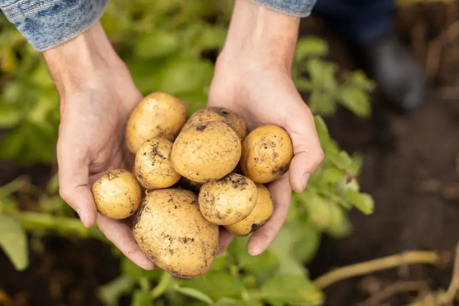 Interesting Facts About Potatoes