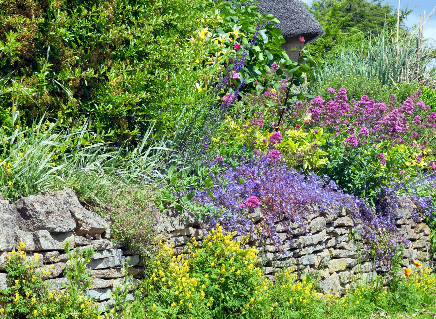 Stunning Plants to Create a Cascade of Color in the Garden