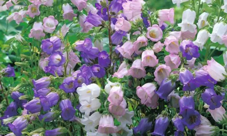 Types Of Bell Flowers For Your Garden