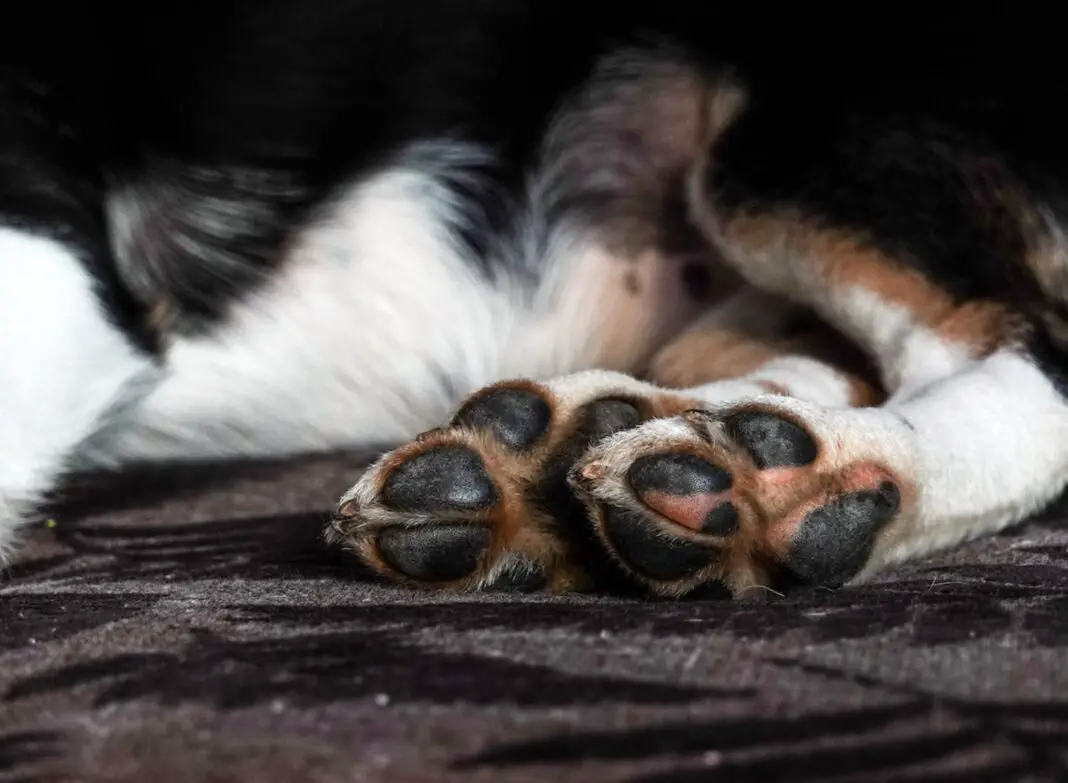 How To Care For Your Dog Paws In Winters